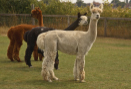 The Playbarn - Alpaca Antics