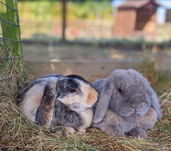 rabbits